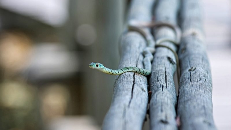 蛇年关键属性一览 — 今年是什么生肖年呀的结构化 配图